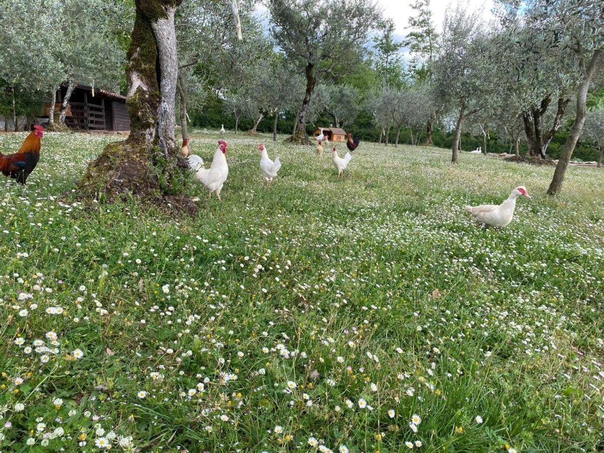 Agriturismo L'Ulivo Padula Εξωτερικό φωτογραφία